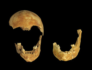 The skull that was exposed during the excavation. Photographic credit: Clara Amit, courtesy of the Israel Antiquities Authority
