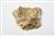 Fragment Skull Mesopotamian fallow deer  