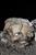 Plastered Human Skull  